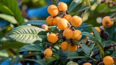 ازگیل ژاپنی ۶۰۰ میلیارد ریال برای باغداران گیلان درآمدزایی کرد