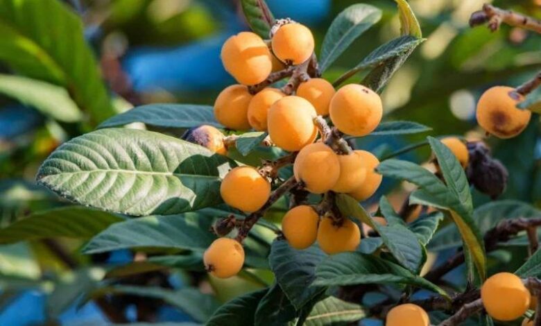 ازگیل ژاپنی ۶۰۰ میلیارد ریال برای باغداران گیلان درآمدزایی کرد