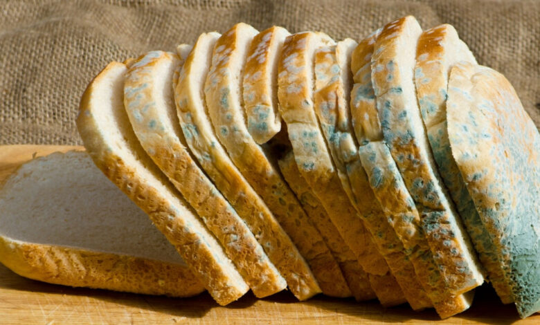تمام مواد غذایی کپک زده را دور بریزید/ هیچ قسمتی را نخورید