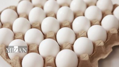 راهکارهای ایجاد تعادل در بازار تخم‌مرغ؛ از شناسنامه‌دارکردن تا تقویت صنایع تبدیلی