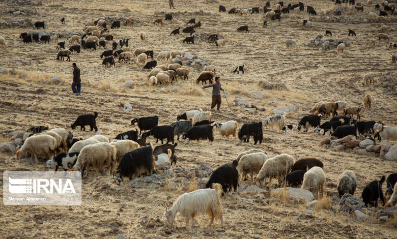 راه‌حل بومی برای چالش‌های تغذیه دام و طیور با فناوری‌نانو