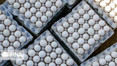 متفورمین، تخم‌گذاری مرغ‌ها را افزایش می‌دهد