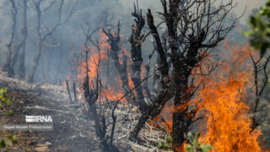آتشسوزی در عرصههای طبیعی «مله پنجاب» ایلام مهار شد