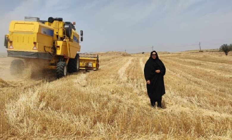 ۶۰ درصد مزارع کشاورزی دیم گچساران برداشت نمی شود