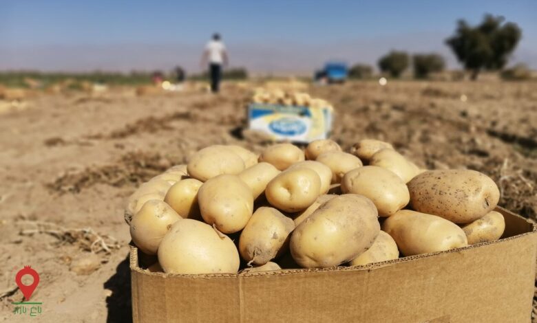 آیا مصرف سیب‌زمینی به کاهش وزن کمک می‌کند؟