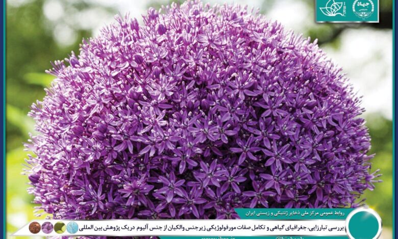 ایران در تنوع زایی و بوم زادی جنس پیاز جایگاهی استثنایی دارد