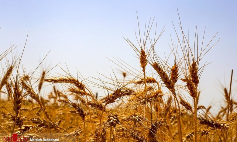 بالغ بر ۴۳ هزار میلیارد تومان از مطالبات گندم‌کاران پرداخت شد/ کاهش ۲۵ تا ۳۰ درصدی سطح زیر کشت گندم در سال جاری