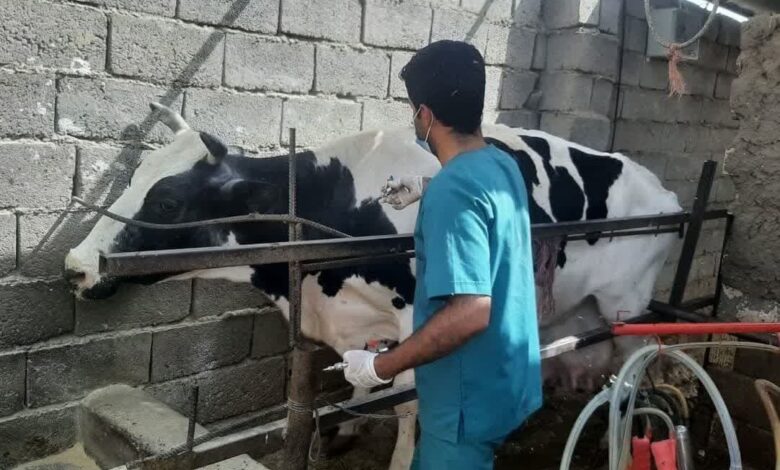 برزخ لبنیاتی‌های سنتی و کارخانه‌ای