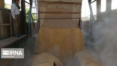 بیش از پنج هزار تن گندم از کشاورزان خراسان جنوبی خریداری شد