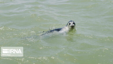 تغییرات اقلیمی و تلفات فوک خزری