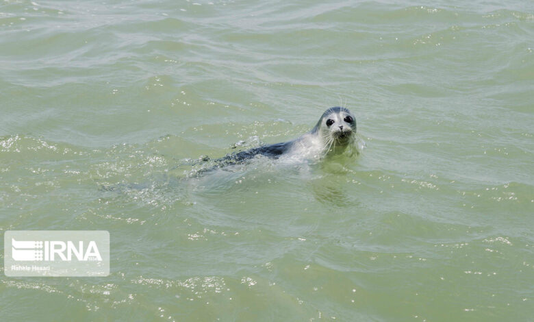 تغییرات اقلیمی و تلفات فوک خزری