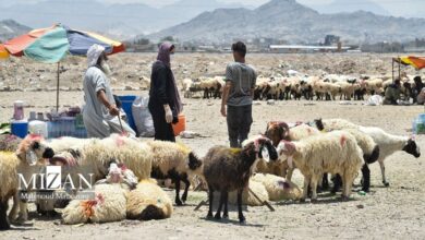 خشکسالی و قطعی برق؛ تهدید دوگانه برای صنعت دام و طیور/ کاهش ذخایر استراتژیک گوشت جدی است؟