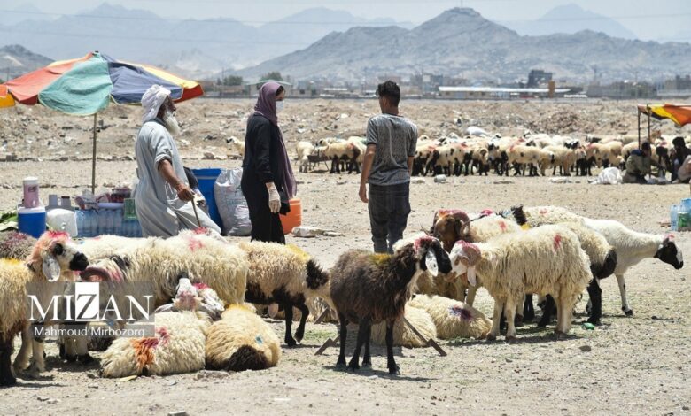 خشکسالی و قطعی برق؛ تهدید دوگانه برای صنعت دام و طیور/ کاهش ذخایر استراتژیک گوشت جدی است؟