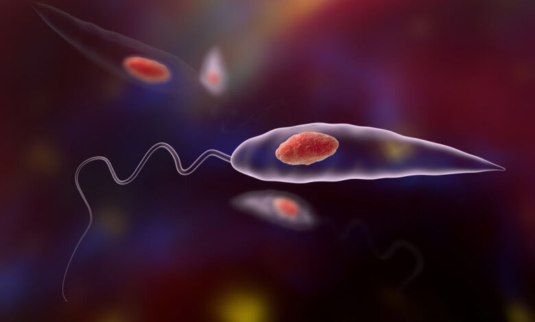 خطر بازگشت «سالَک» در دامغان با آغاز فصل گرما و افزایش تعداد جوندگان