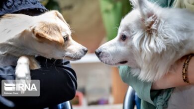 دادستان شوش: هرگونه سگ‌گردانی در اماکن عمومی ممنوع است