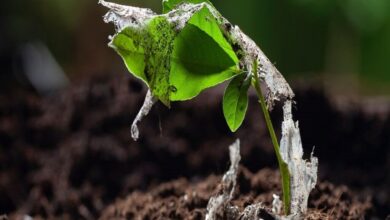 ذرات پلاستیک چگونه وارد سالاد ما می‌شوند