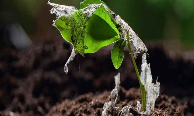 زخم زباله به دل طبیعت الوند