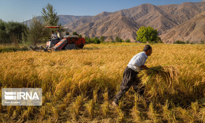 ستاد ملی همکاری فناورانه با دانشگاه در حوزه کشاورزی تشکیل می‌شود