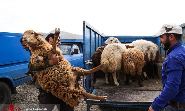 عرضه ۳ میلیون رأس دام سبک در آستانه عید قربان/ قیمتها نسبت به سال گذشته کاهش یافته است؟