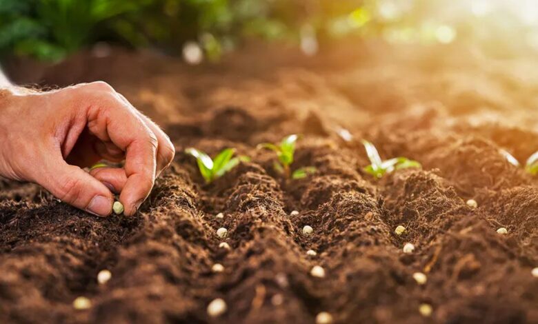 نانوآماده‌سازی بذرها، راهی برای نجات کشاورزی از چنگال خشکسالی و شوری