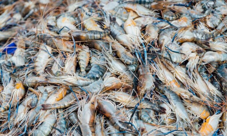 نانوحباب‌ها به کمک پرورش میگو می‌آیند