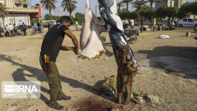 هشدار وزارت بهداشت در خصوص ذبح غیر بهداشتی دام در عید قربان
