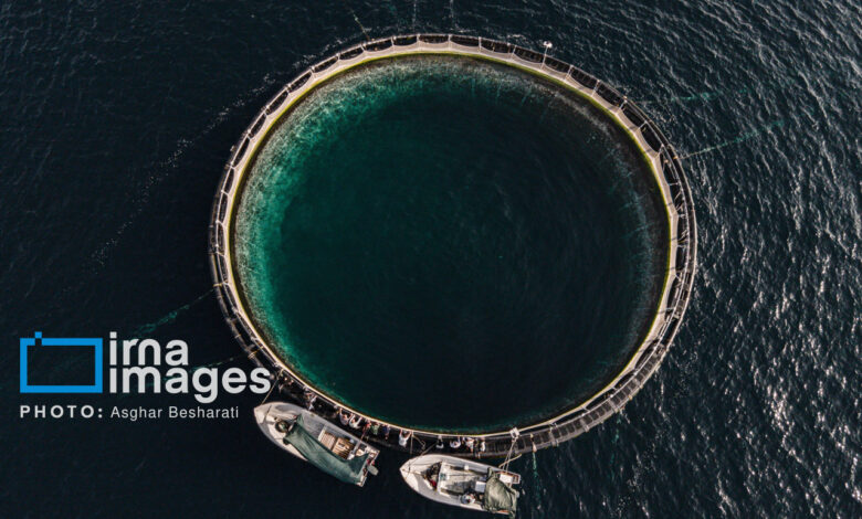 پرورش ماهی در قفس