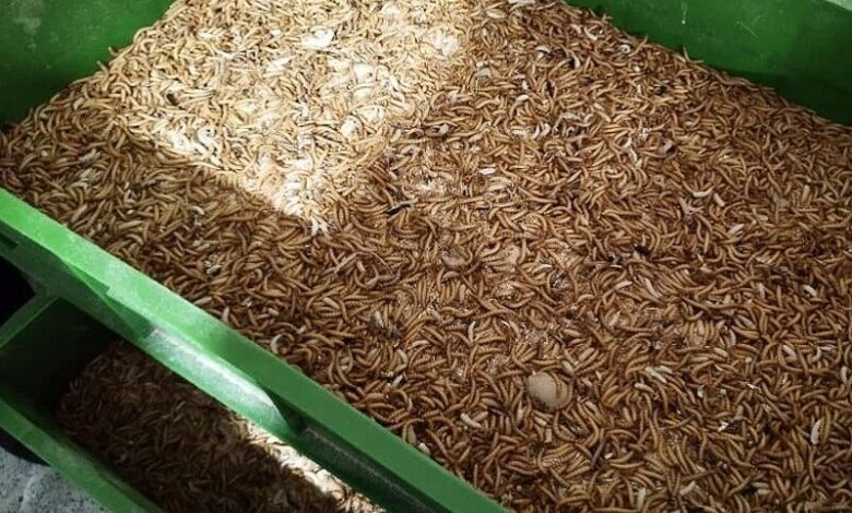 پرورش «میل‌ورم»، فرصتی مناسب برای اشغالزایی روستایی در سیستان و بلوچستان