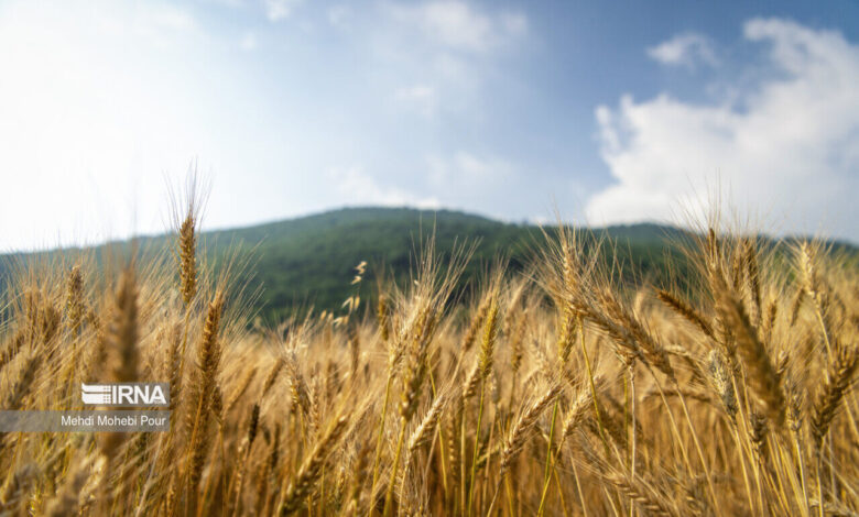 کشاورزی آینده نیازمند شناسایی بسترهای جدید تولید است