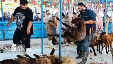 ۷ توصیه دامپزشکی برای رعایت اصول بهداشتی قربانی