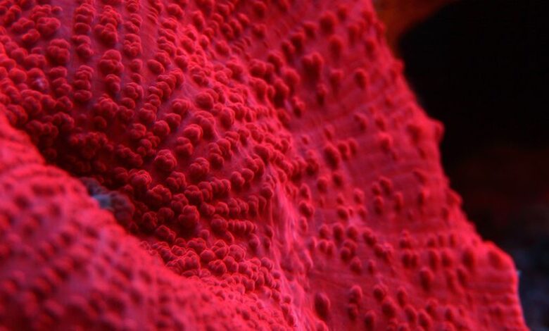 ۸ ژوئن؛ روزی برای حمایت از آنچه حمایتمان می‌کند