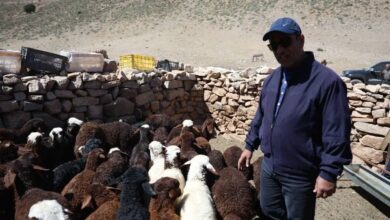 استاندار خراسان رضوی: عشایر ۱۲ درصد از پروتئین استان را تامین میکنند