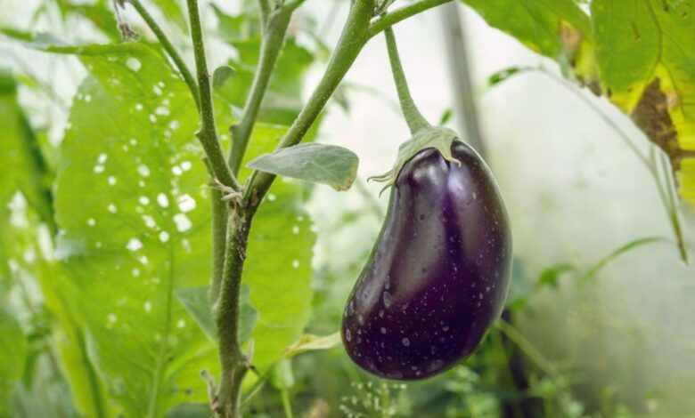 افزایش ۸۶ درصدی عملکرد در پرورش بادمجان با افزودن نانو عصاره گیاهی