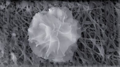 بازسازی و محافظت از سلول‌های مغزی با گل‌های نانویی