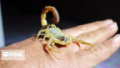 بروز ۱۲۱ مورد حادثه مار و عقرب گزیدگی در همدان