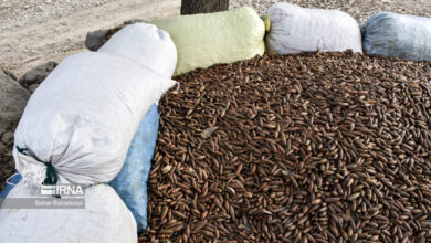 بلوط زاگرس می‌تواند جایگزین بخشی از نیاز گندم کشور شود