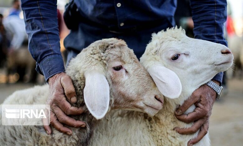 توصیه‌های دامپزشکی مازندران برای ذبح دام در ایام محرم