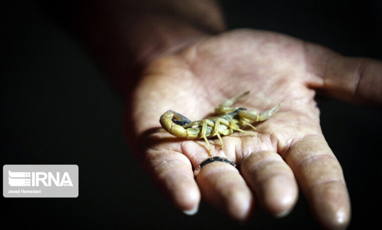 ثبت ۸۱ هزار عقرب‌گزیدگی و ۸۳۰۰ مارگزیدگی در سال گذشته  