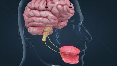 دقت بالای زبان مصنوعی در تشخیص مزه‌ها