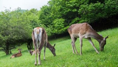 رهاسازی مارال های ارسباران پس از ۳۰ سال مراقبت