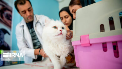 لزوم واکسیناسیون حیوانات خانگی/ اجتناب از مصرف فرآورده‌های دامی غیرپاستوریزه