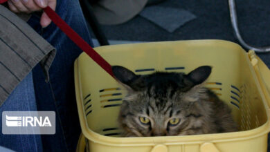 نگهداری از حیوانات خانگی به چه قیمت/جنین‌هایی که فدا شدند