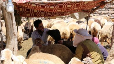 واکسیناسیون رایگان بیش از ۷۰۰ هزار راس دام در بوشهر