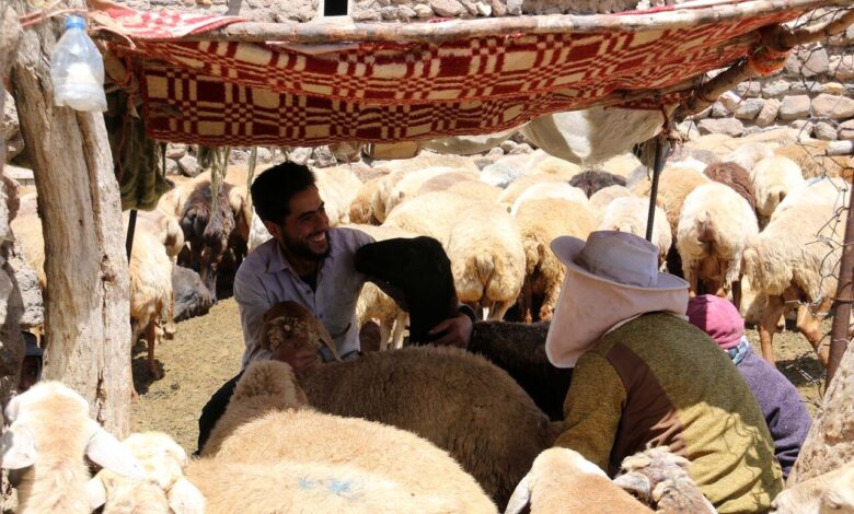 واکسیناسیون رایگان بیش از ۷۰۰ هزار راس دام در بوشهر