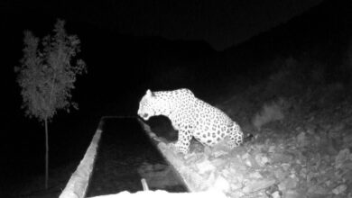 پلنگ دماوند جایگزین پلنگ پیشین منطقه کوه‌سفید شد + فیلم