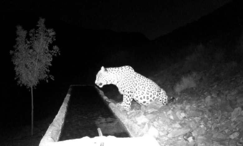 پلنگ دماوند جایگزین پلنگ پیشین منطقه کوه‌سفید شد + فیلم