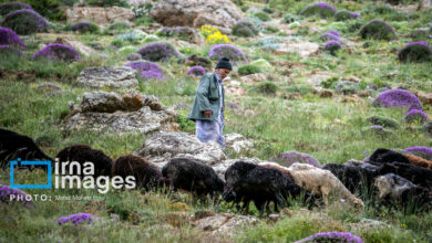 چرای غیرمجاز دام در خراسان‌شمالی؛ تهدید خاموش یا فاجعه پیش‌رو؟