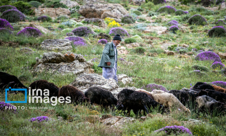 چرای غیرمجاز دام در خراسان‌شمالی؛ تهدید خاموش یا فاجعه پیش‌رو؟