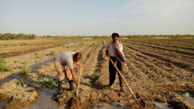 کشاورزی؛ مهم‌ترین چالش در مدیریت بحران آبی کشور