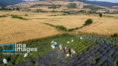 گردشگری کشاورزی، پیشران اقتصاد مکمل در قزوین